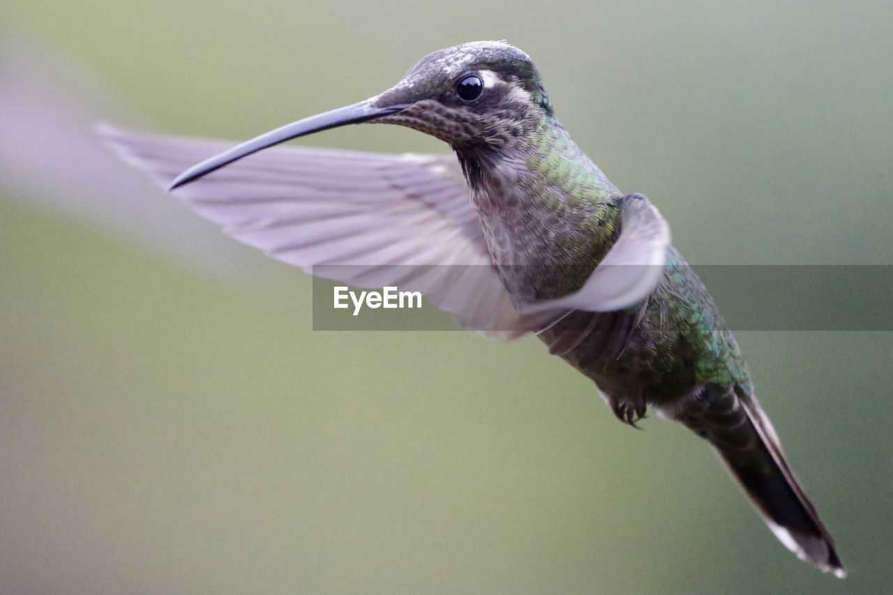 CLOSE-UP OF BIRD FLYING AGAINST SKY