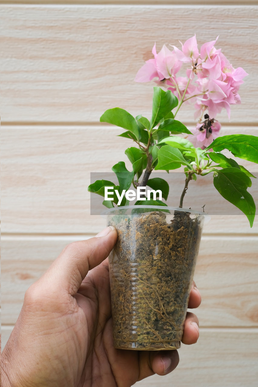 cropped hand of person holding potted plant