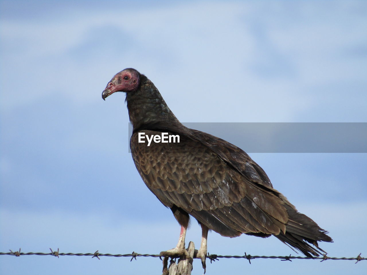 Bird perching on barbed wire against sky