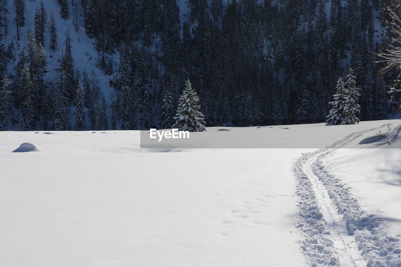 Snow covered field by trees