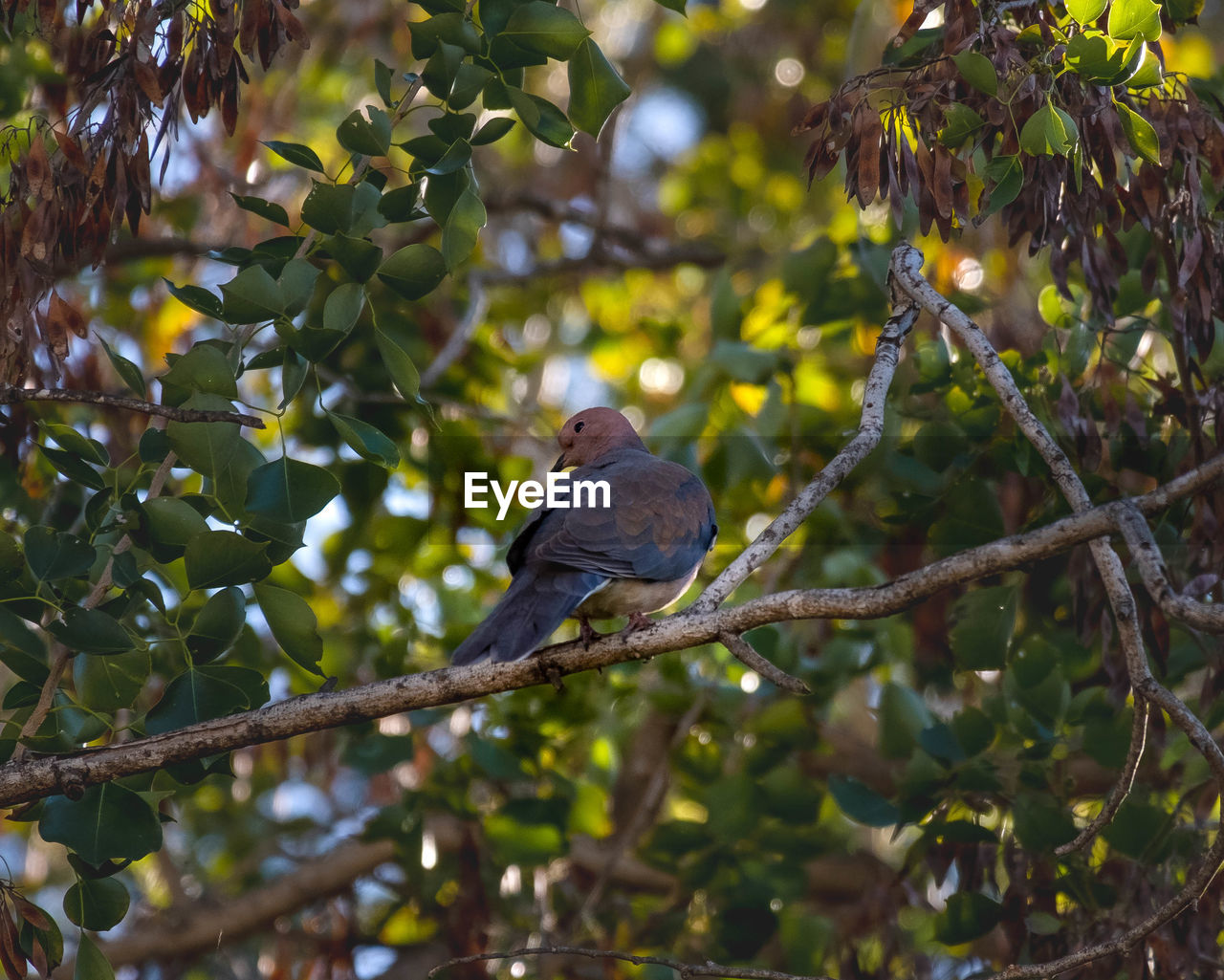 Low angle view of bird perching on branch