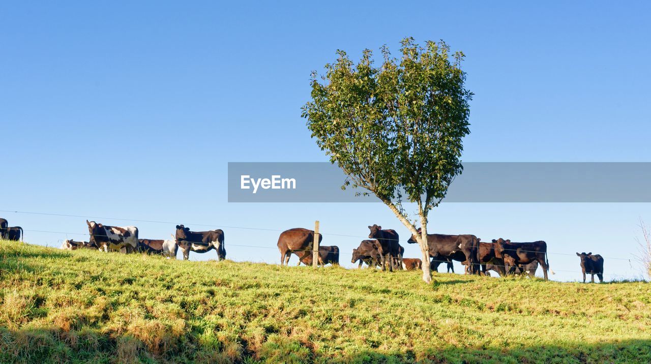 COWS IN A FIELD