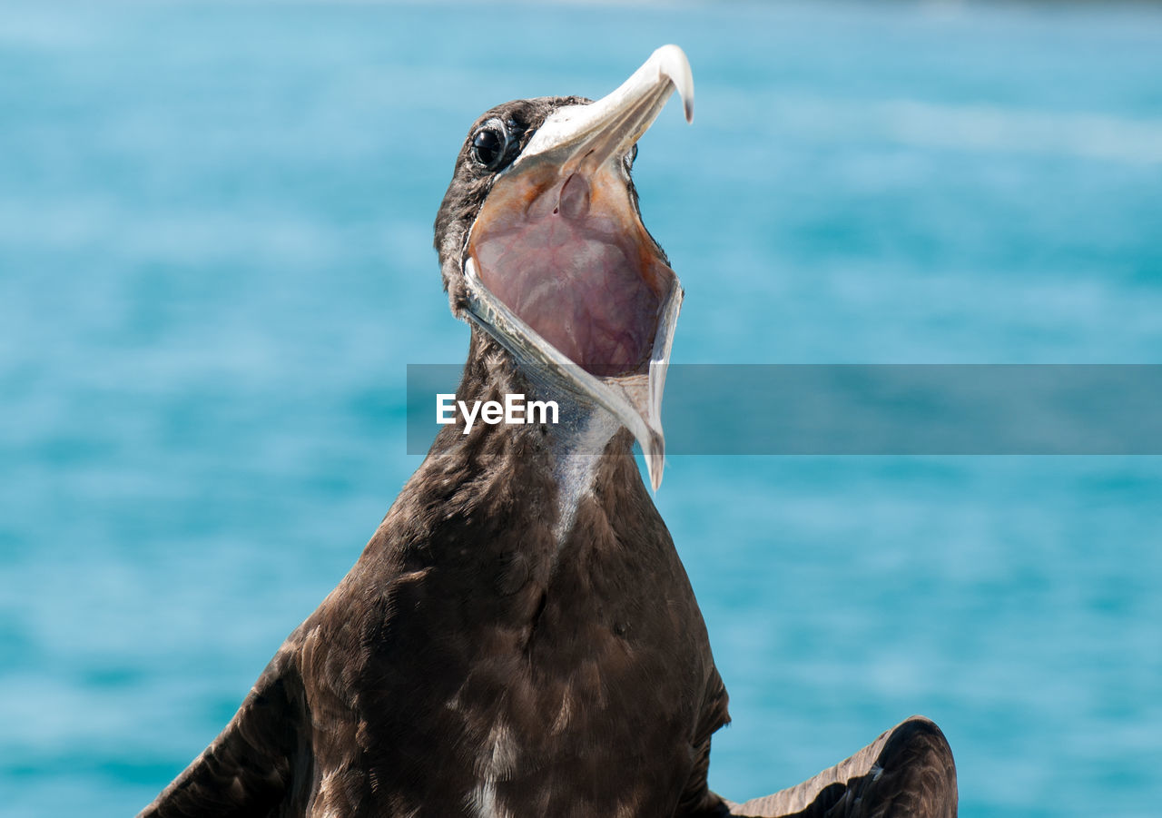 Close-up of frigate bird