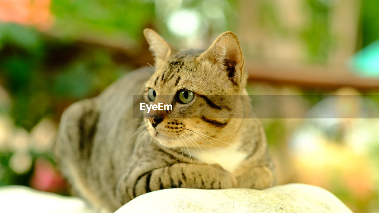 CLOSE-UP OF TABBY LOOKING AWAY