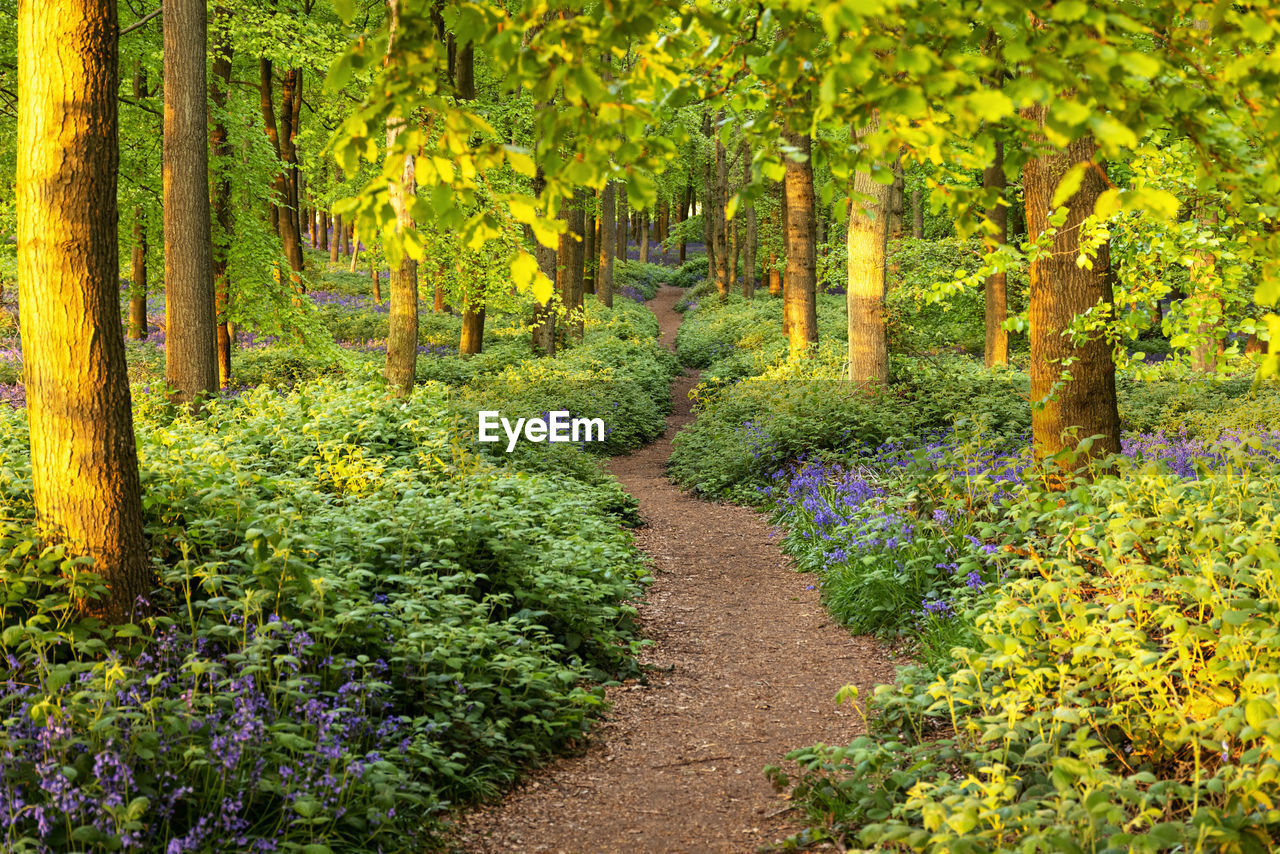 Bluebell woodland