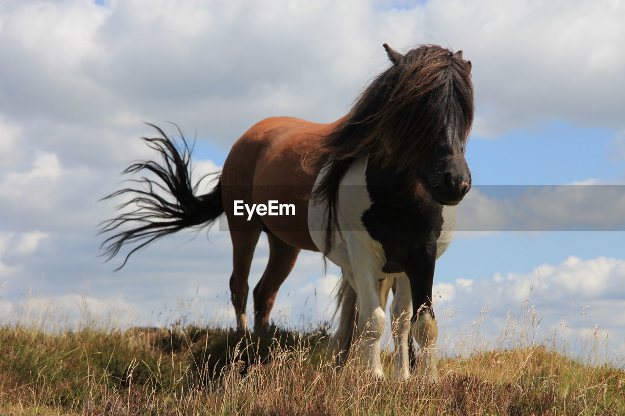 Horses on grassy field against sky