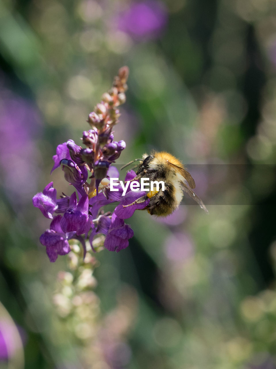 CLOSE-UP OF BEE POLLINATING ON PURPLE FLOWER