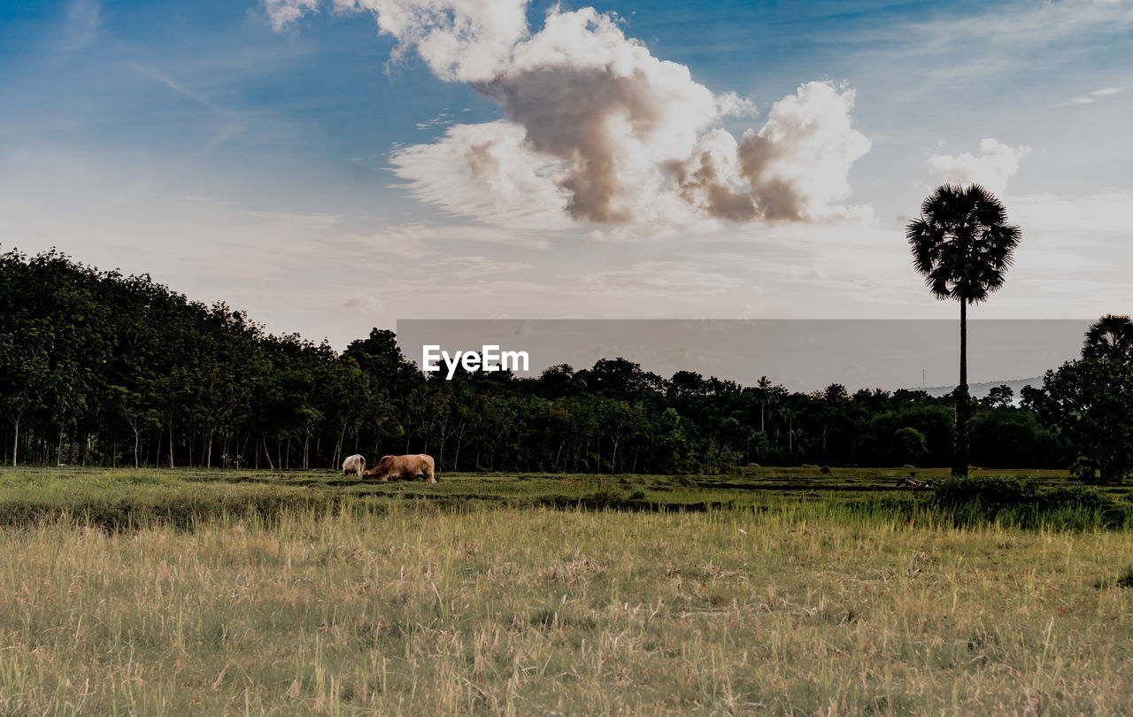 View of cow on field against sky