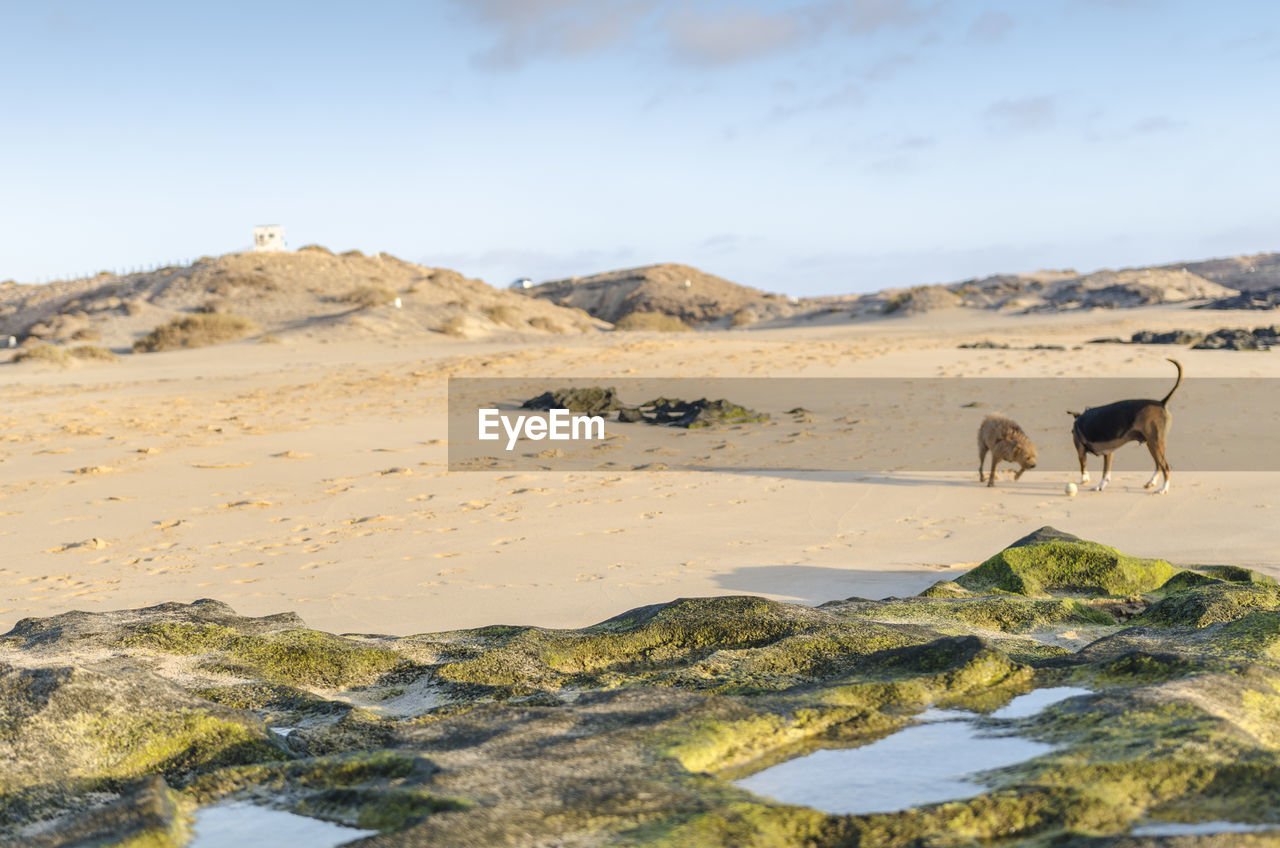 HORSE ON SAND DUNES AGAINST SKY