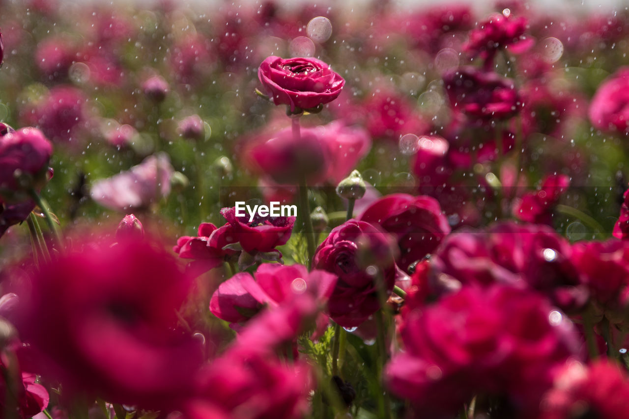 Close-up of pink flowers blooming outdoors