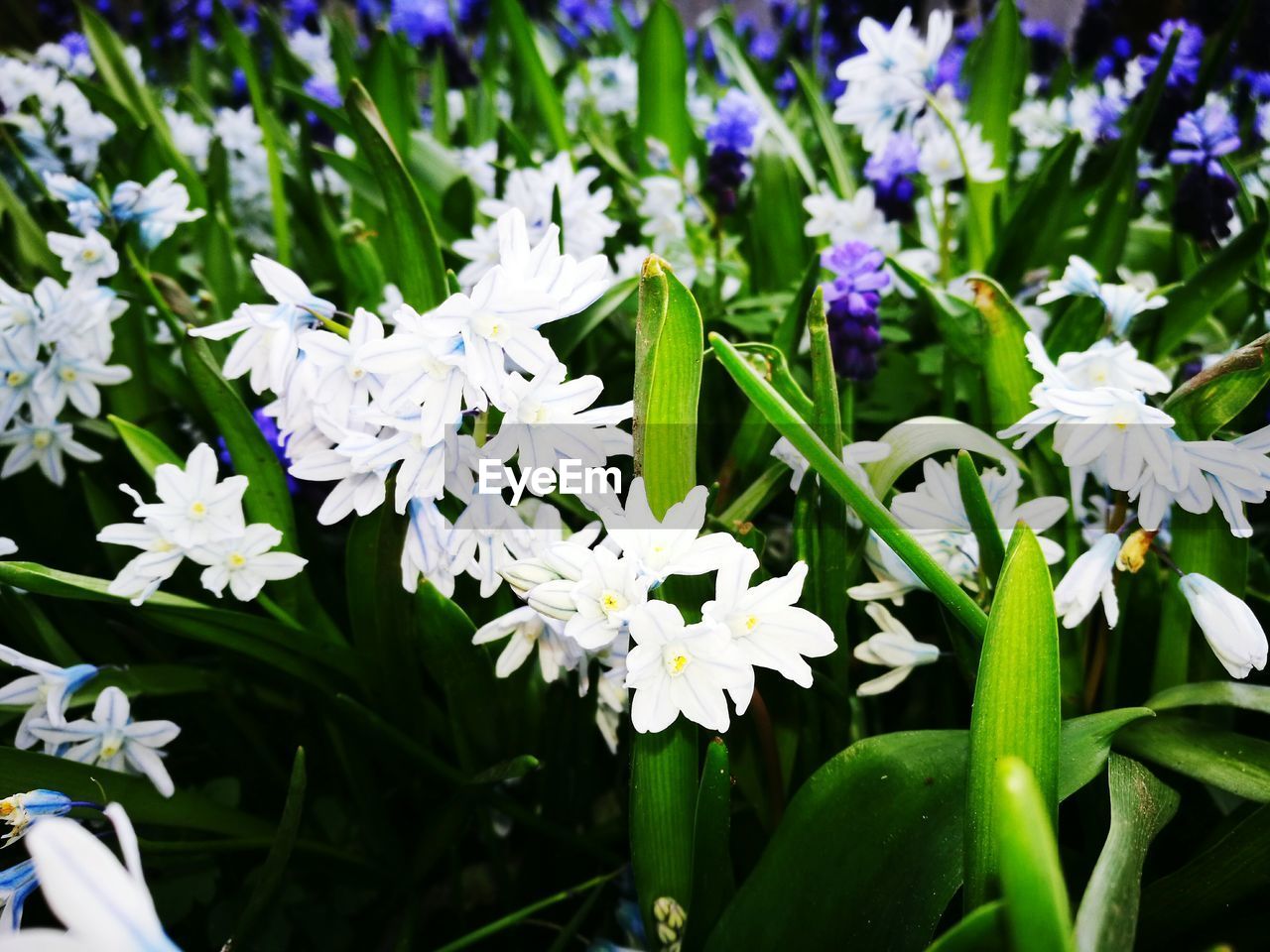 CLOSE-UP OF FRESH WHITE FLOWERS BLOOMING IN PARK