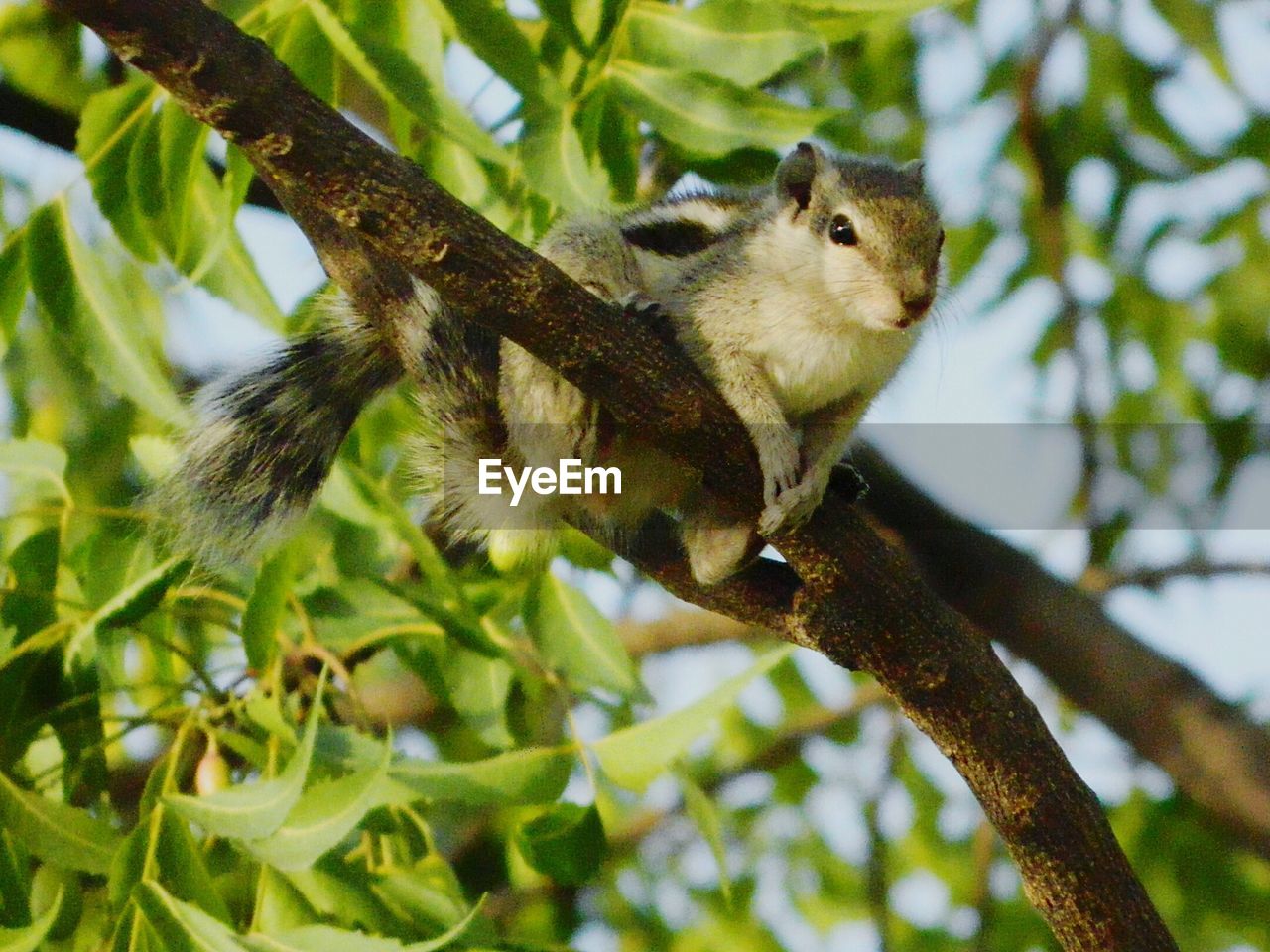 Low angle view of squirrel on branch