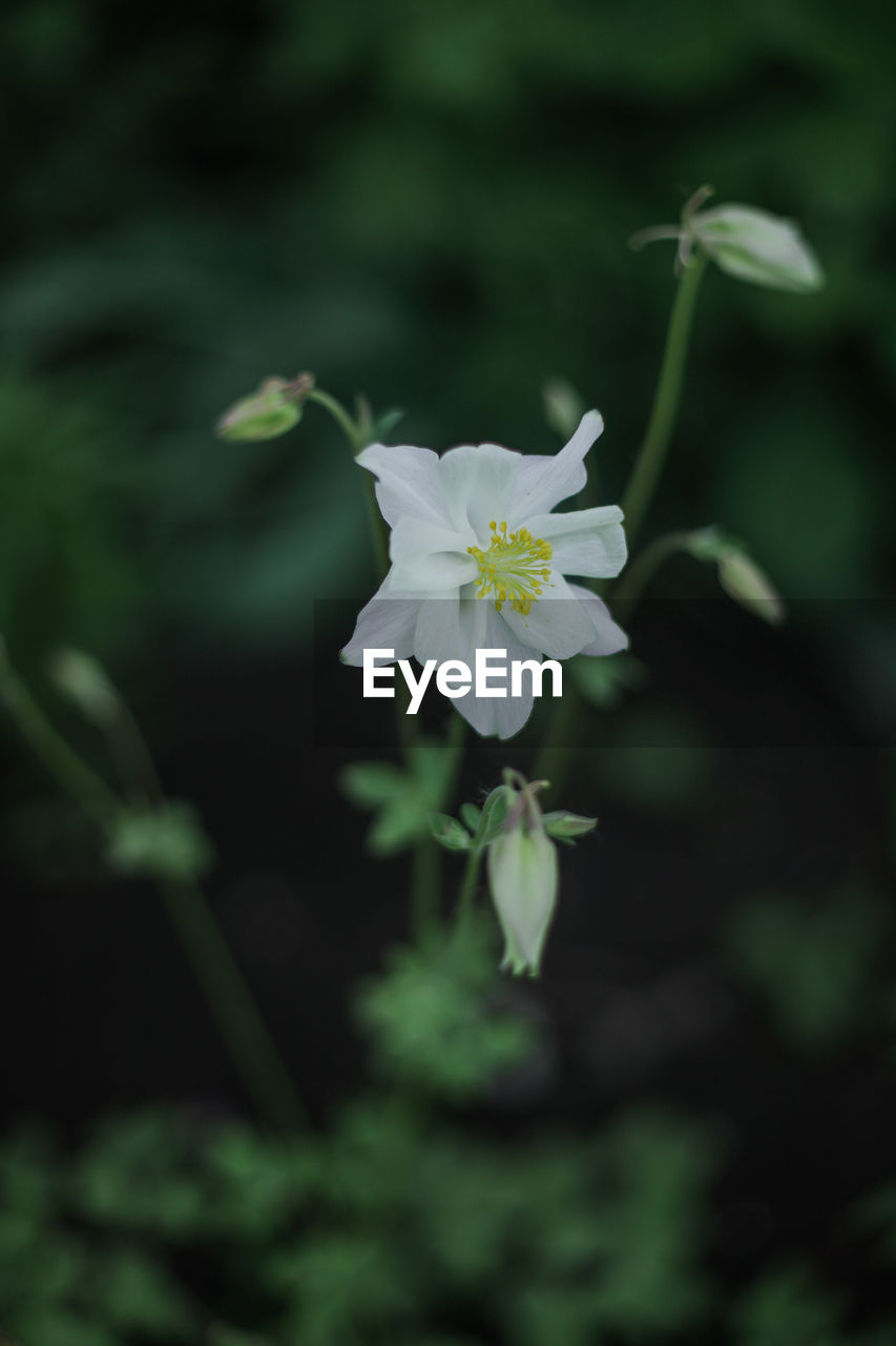 flower, flowering plant, plant, freshness, beauty in nature, fragility, petal, close-up, nature, flower head, green, white, inflorescence, growth, focus on foreground, wildflower, no people, macro photography, blossom, botany, outdoors, springtime, plant part, selective focus, pollen, day, leaf