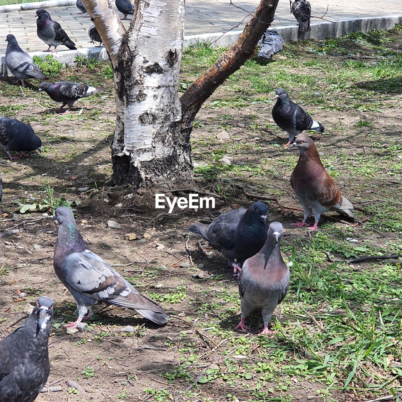 HIGH ANGLE VIEW OF DUCKS ON FIELD