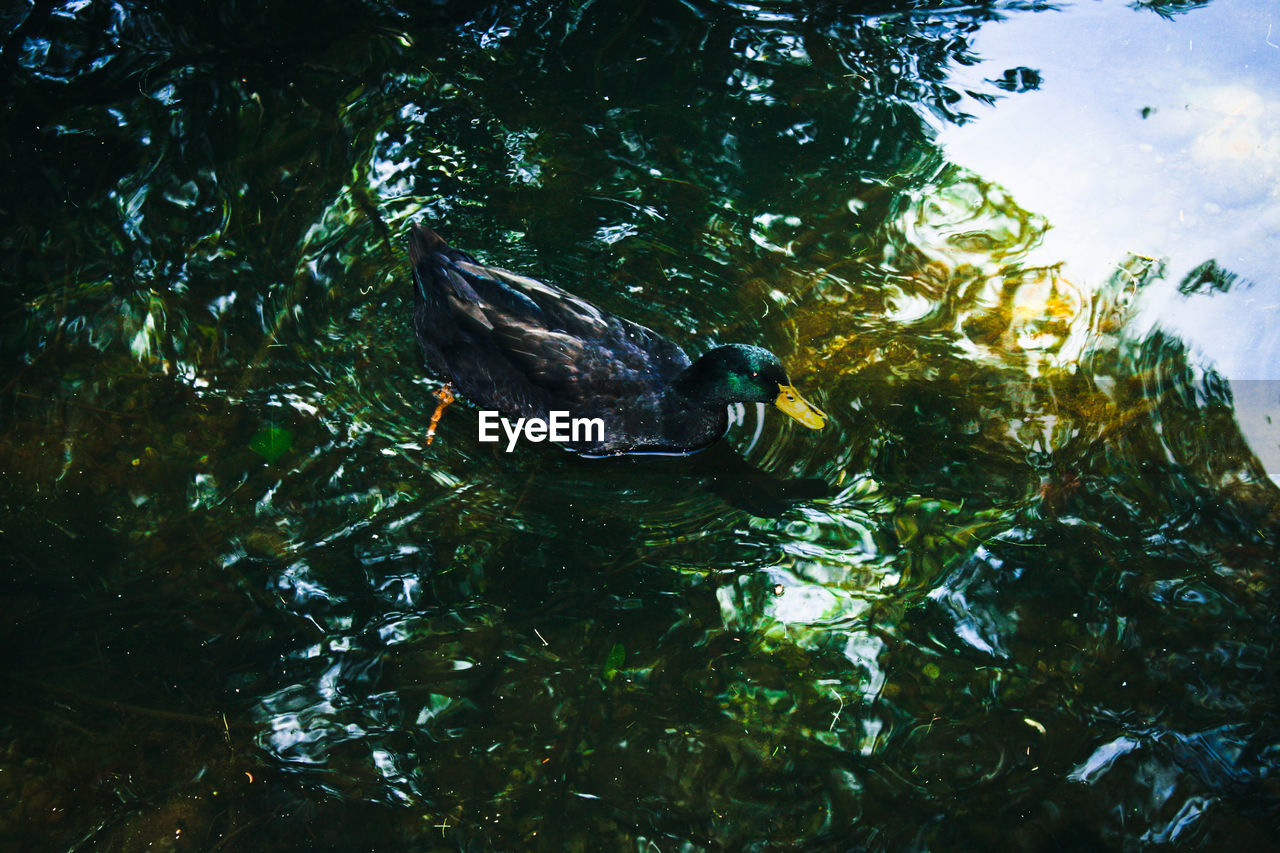 DUCKS SWIMMING IN LAKE