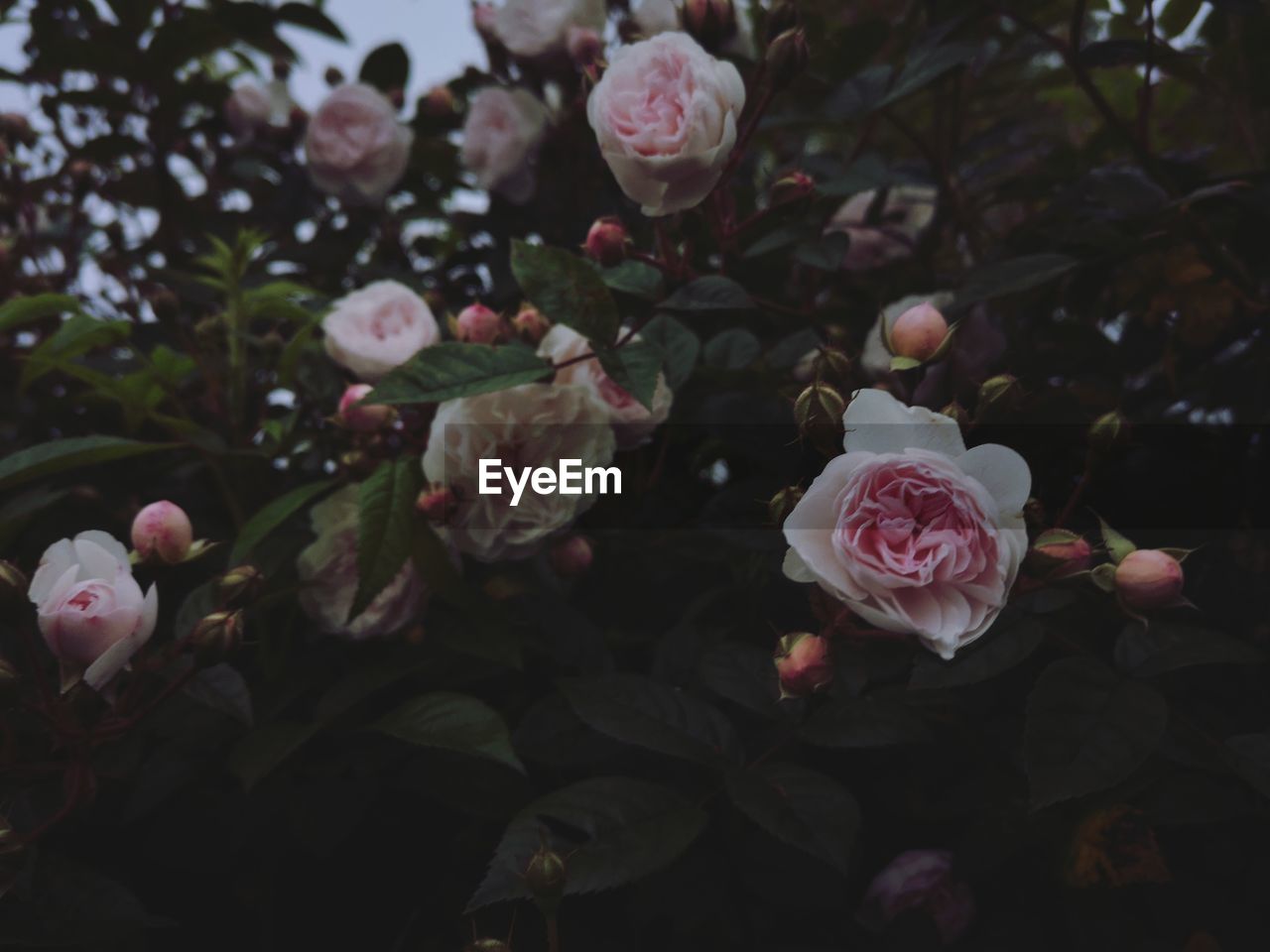 Close-up of pink roses