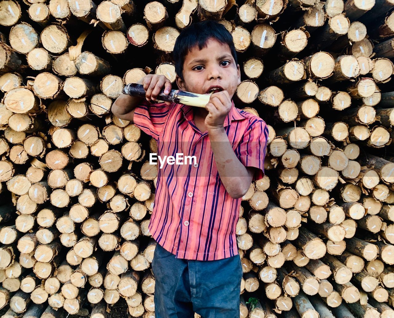 Portrait of boy eating sugar cane while standing against logs