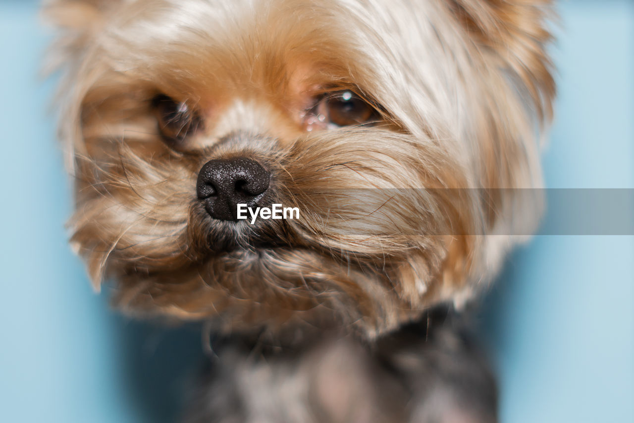 CLOSE-UP OF DOG
