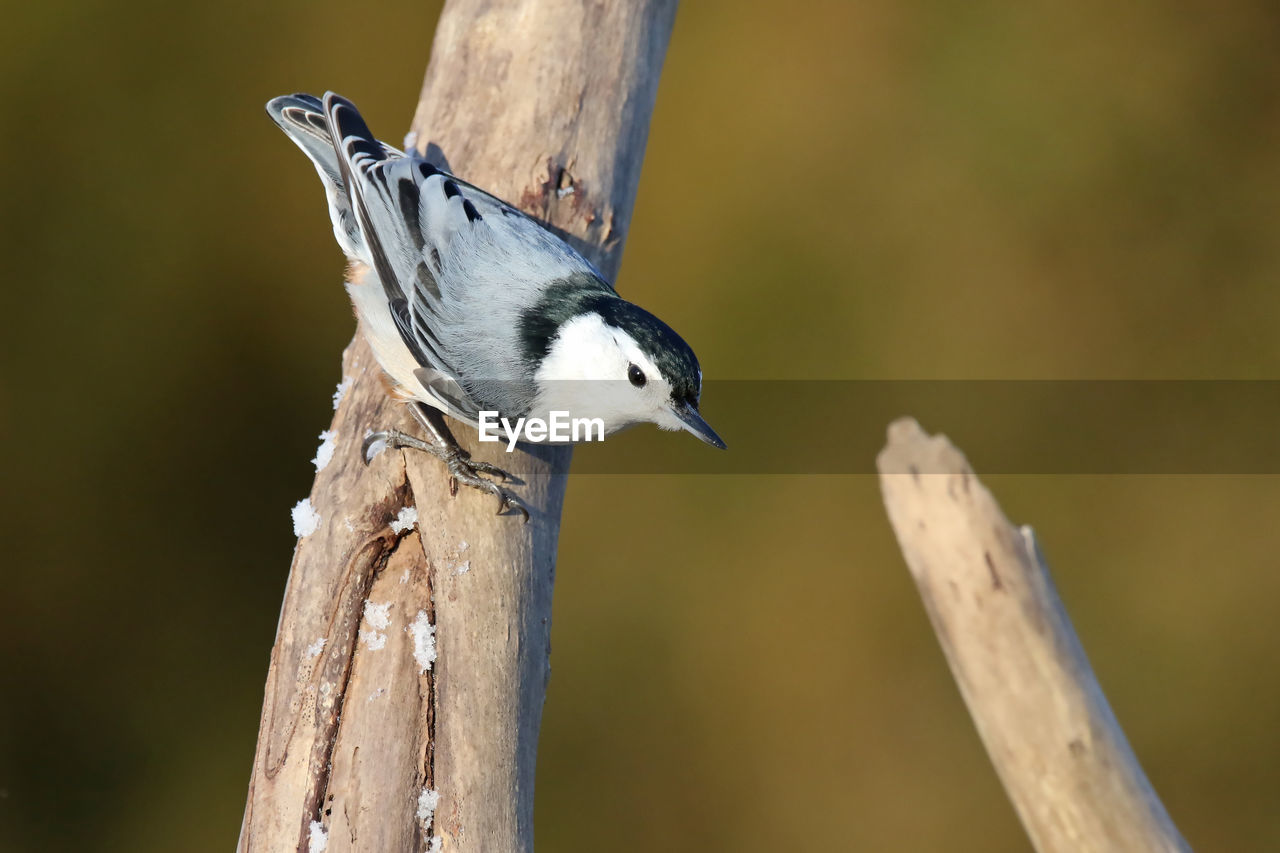 Close-up of bird perching on tree trunk