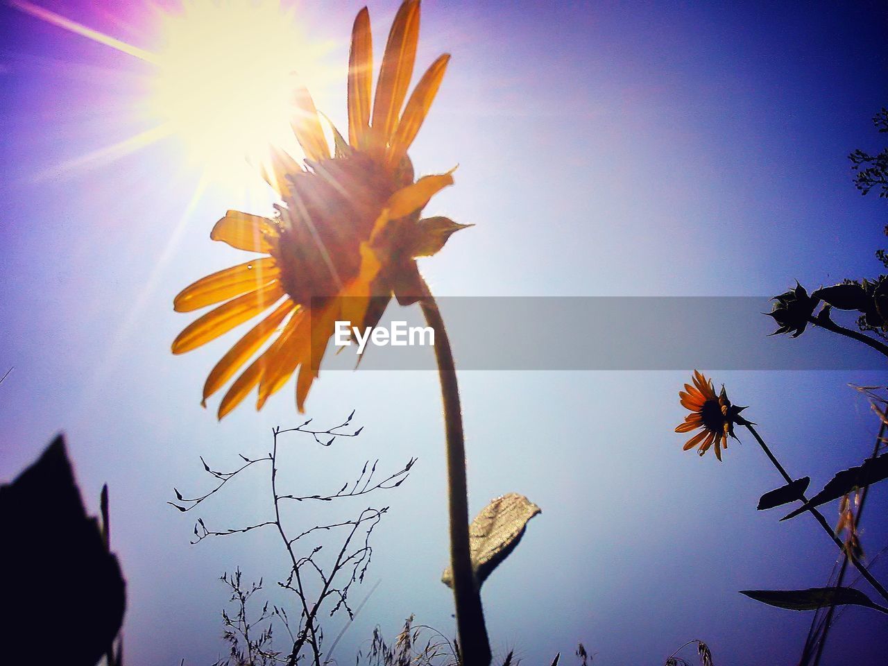 LOW ANGLE VIEW OF FLOWER AGAINST CLEAR SKY