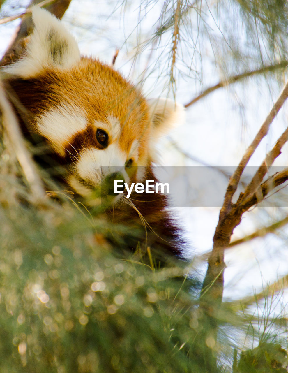 Close-up of  a shy red panda high up in a treetops, its a cute furry animal that enjoys solitary.