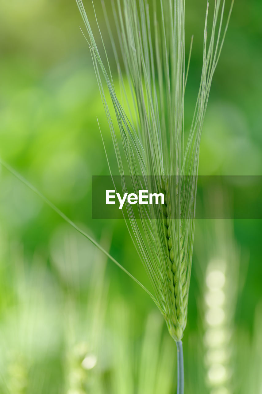 close-up of plant growing on field