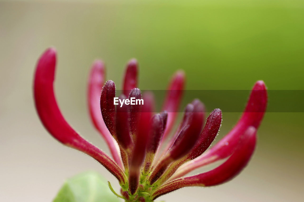 Honysuckle, lonicera serotina selective focus, green grey background