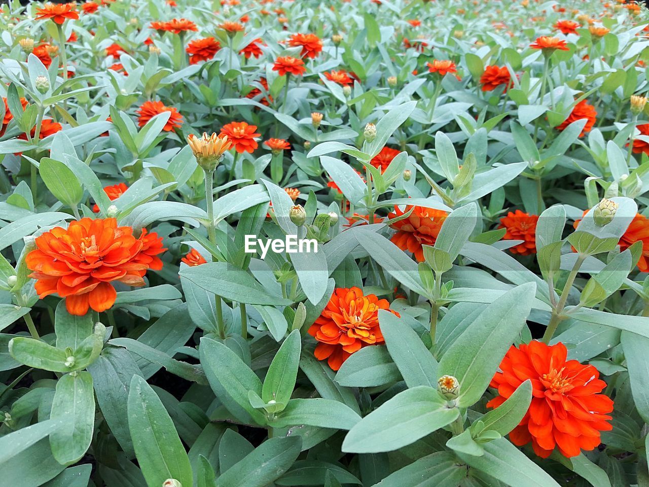 CLOSE-UP OF ORANGE FLOWERS ON PLANT DURING AUTUMN