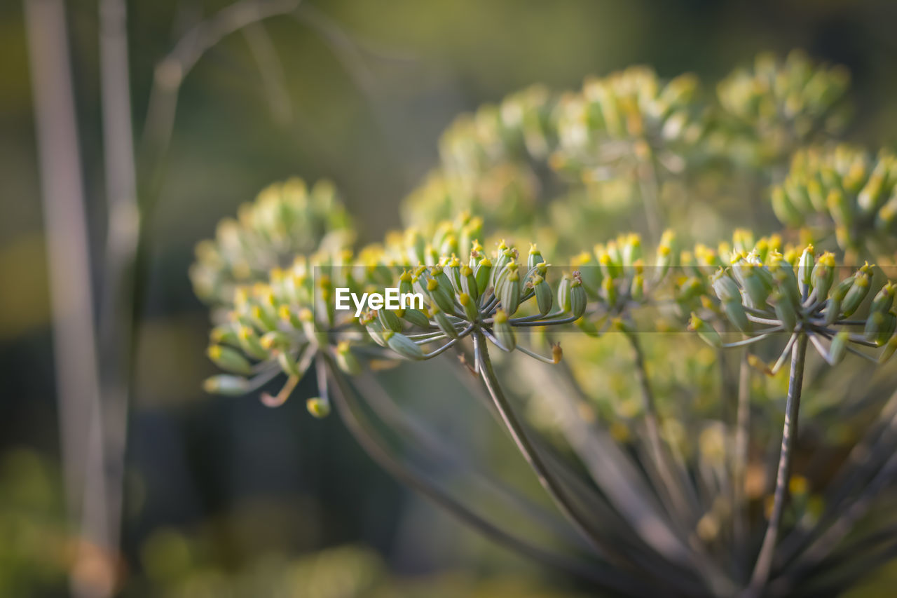 close-up of fresh purple flowering plant