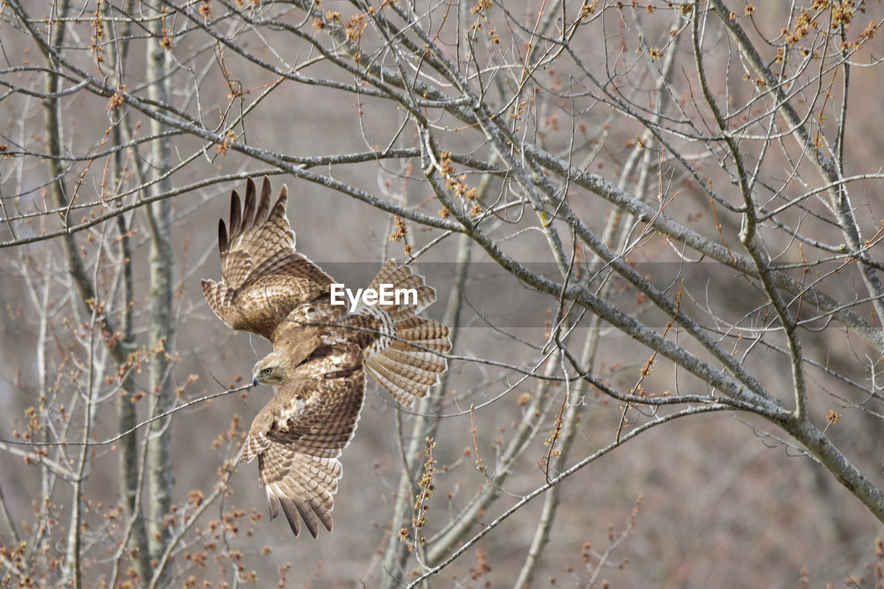 Close-up bird in flight