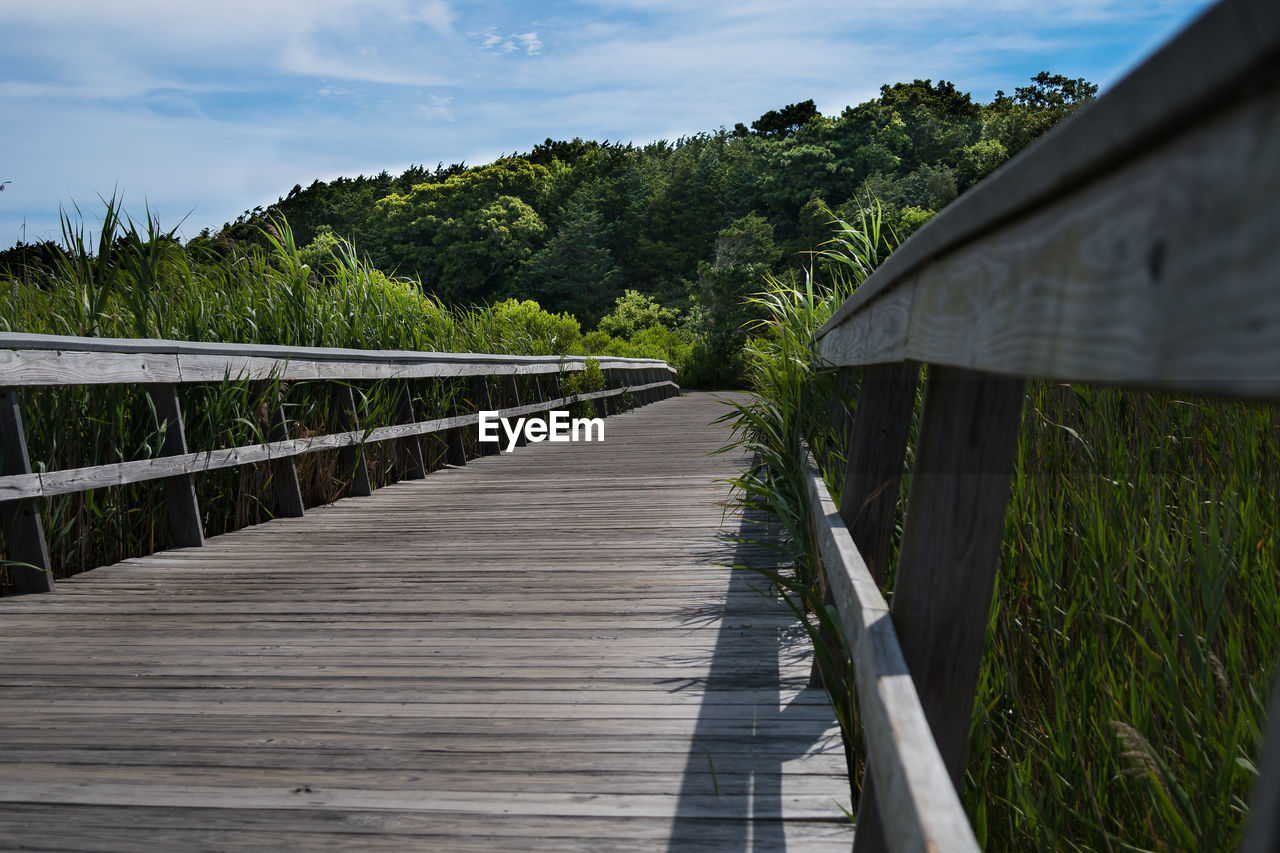 BOARDWALK AMIDST TREES AND PLANTS AGAINST SKY