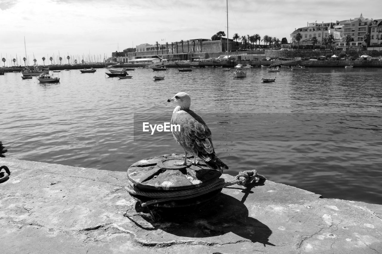 Seagull perching on bollard at harbor