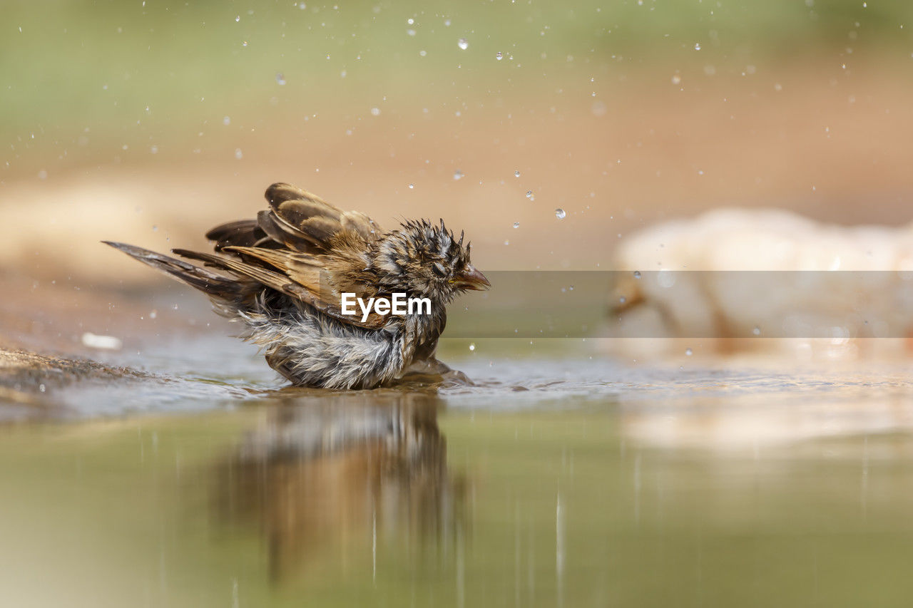 animal themes, animal, bird, animal wildlife, nature, wildlife, water, one animal, selective focus, lake, sparrow, no people, close-up, outdoors, motion, reflection, environment, side view, beauty in nature, winter, day, young animal, beak