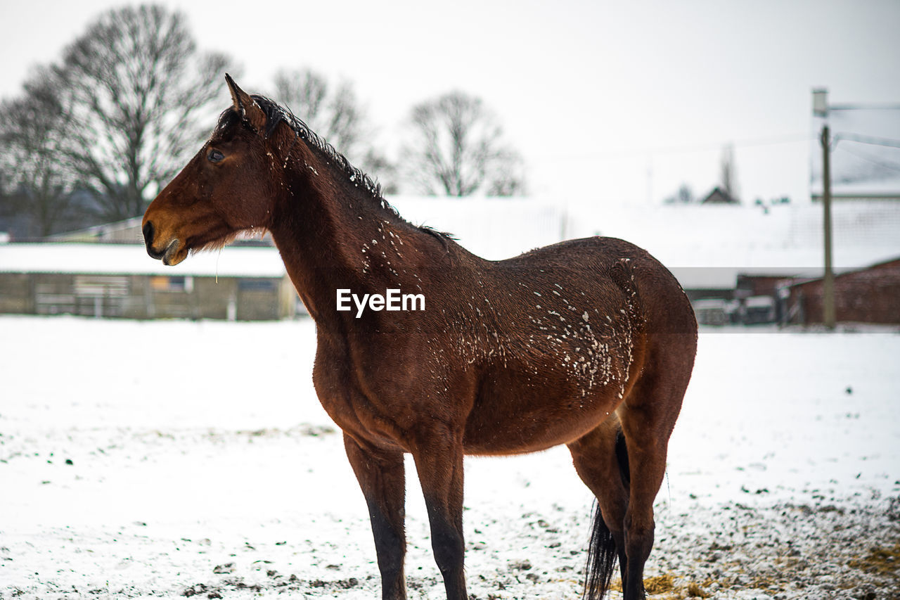 Horse on snow field