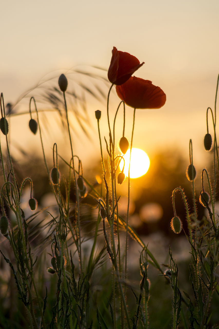 Close-up of orange flowers against sunset