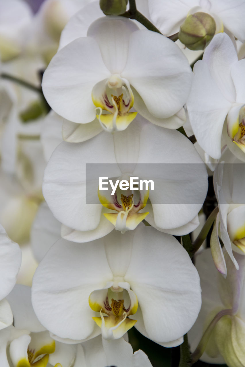 FULL FRAME SHOT OF WHITE FLOWER