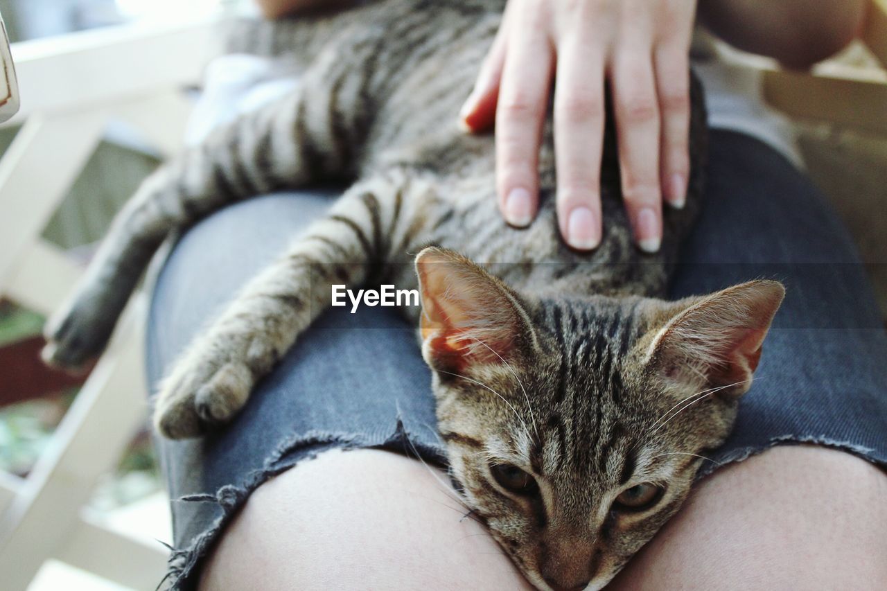 Tabby cat relaxing on person lap