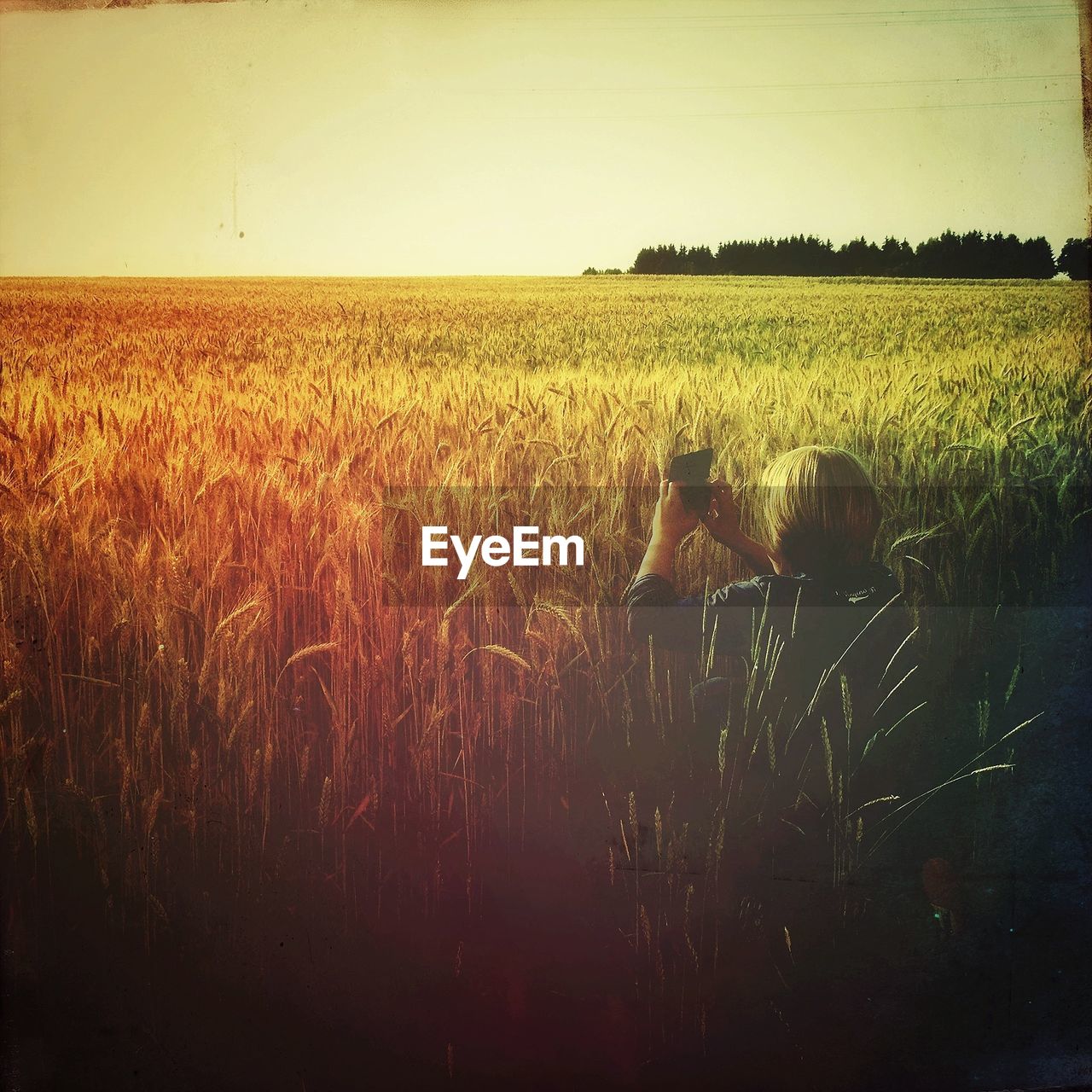 Rear view of man photographing wheat field at sunset