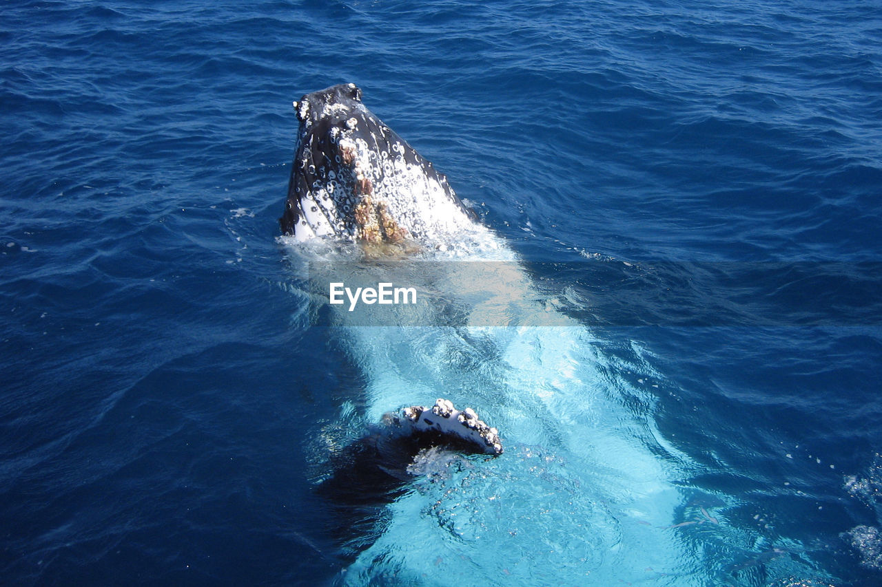 High angle view of whale swimming in sea