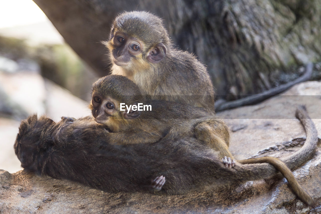 Portrait of monkeys on rock