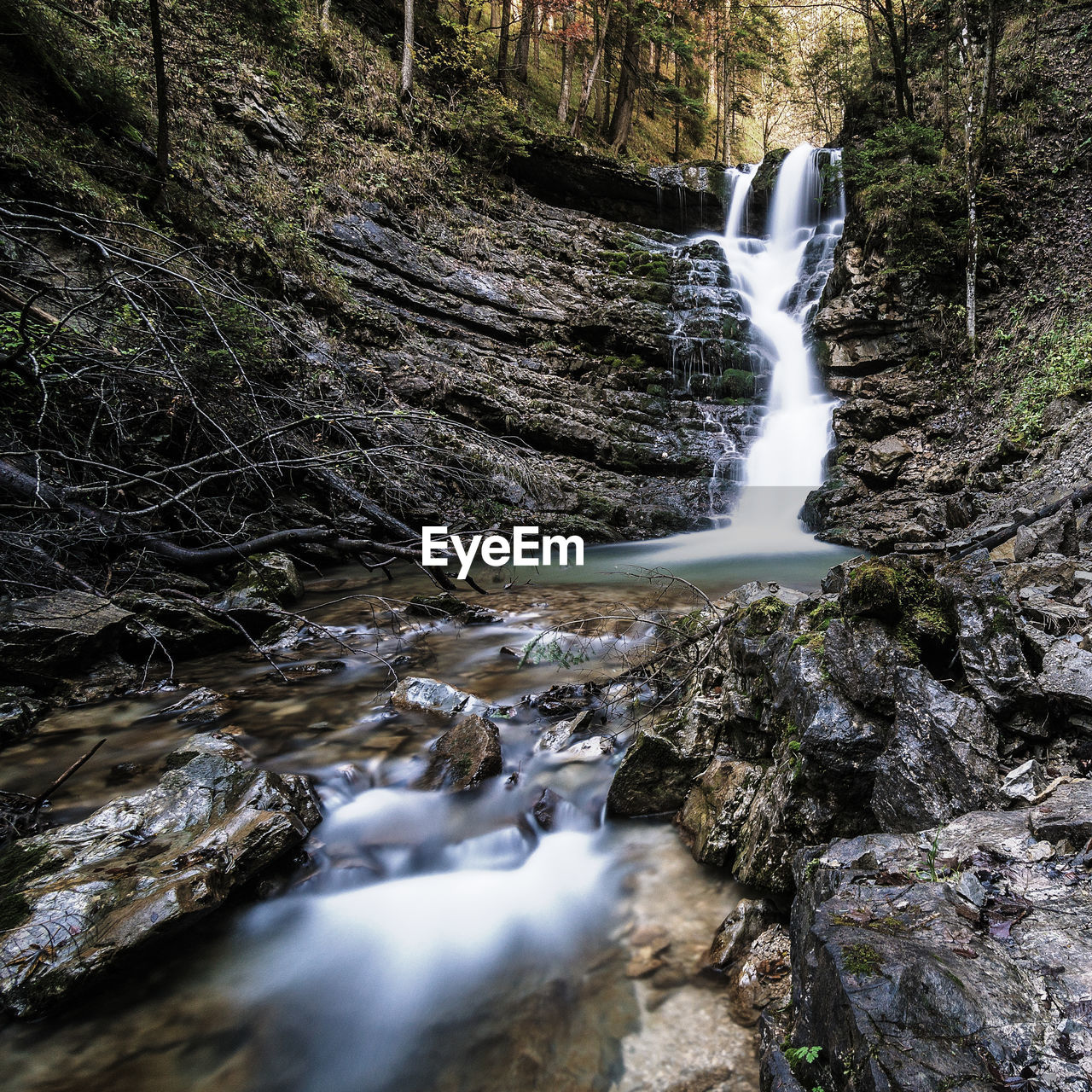 CLOSE-UP OF WATER FLOWING IN TREE