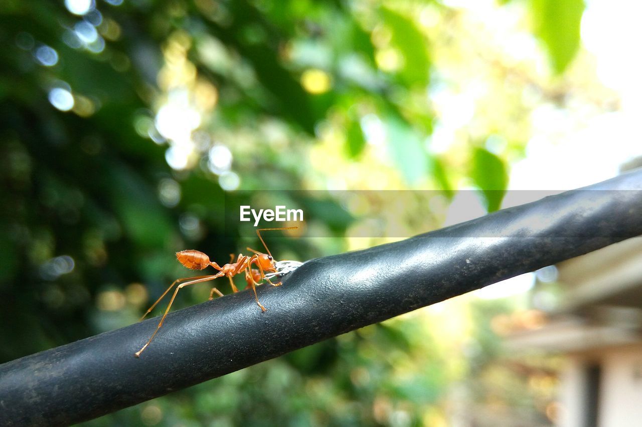 Close-up of ant on railing