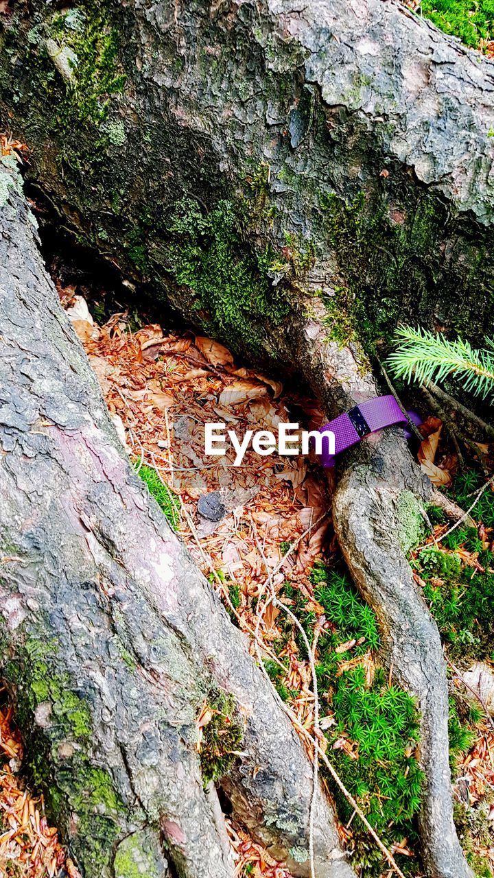 High angle view of moss growing on tree trunk