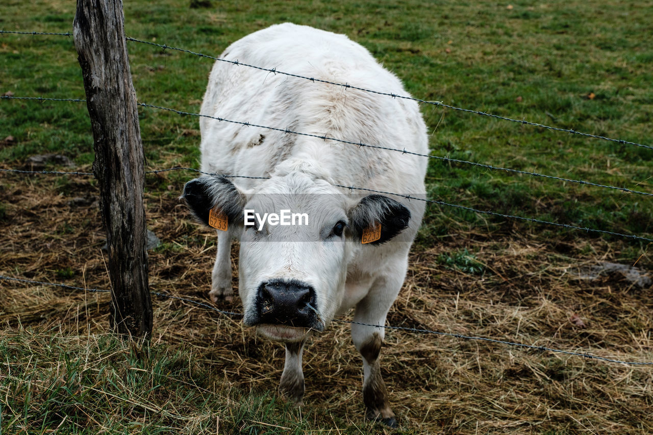 PORTRAIT OF A HORSE ON FIELD