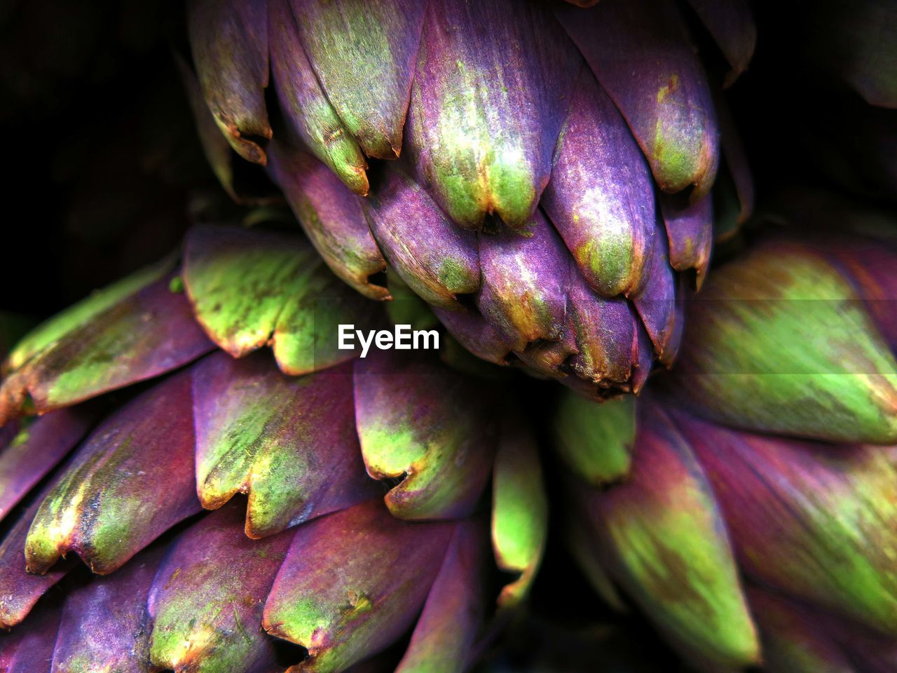 Close-up of artichokes