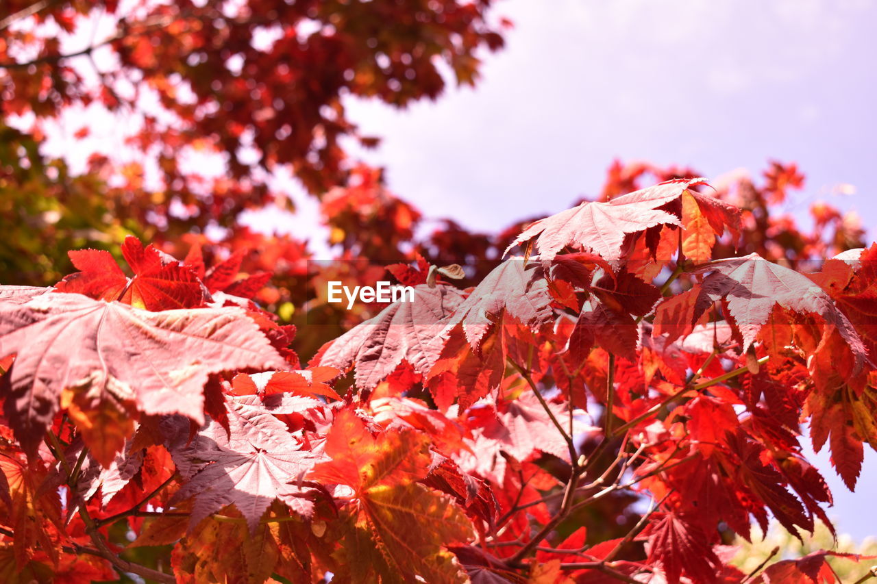 Close-up of maple leaves on tree