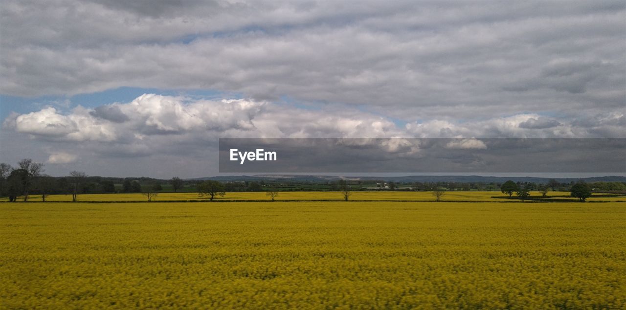 SCENIC VIEW OF GREEN FIELD AGAINST SKY