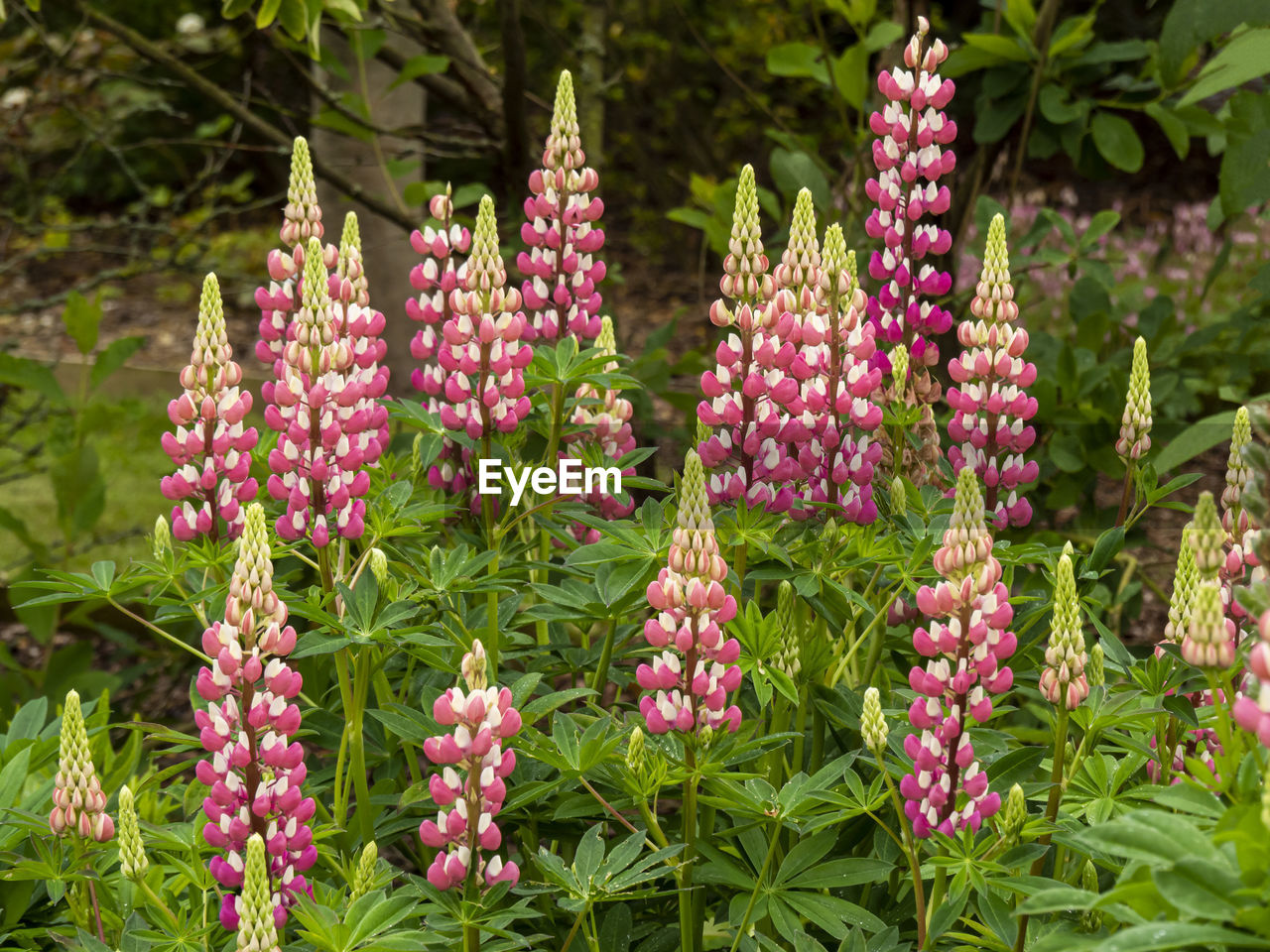 Flower spikes of beautiful pink and white lupins in a garden