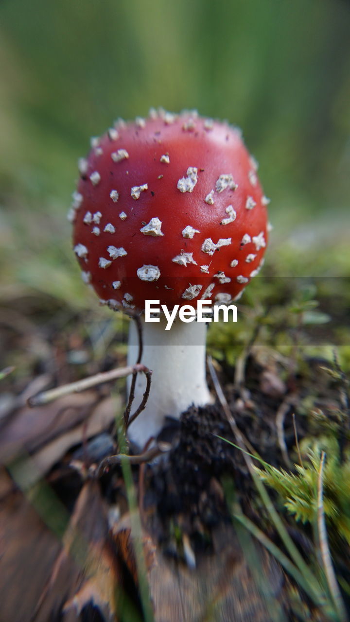 Close-up of fly agaric mushroom on field