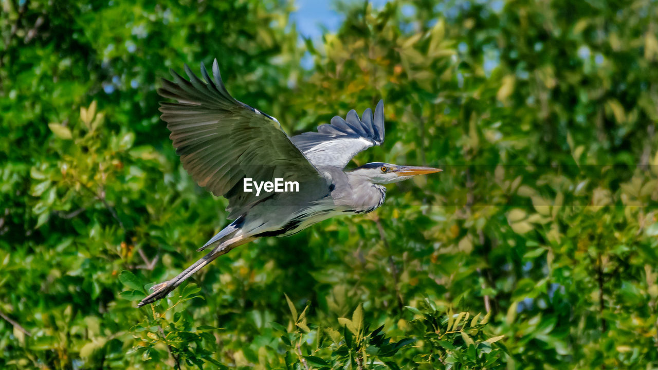 High angle view of bird flying